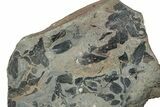Pennsylvanian Fossil Fern (Neuropteris) Plate - Kentucky #258796-1
